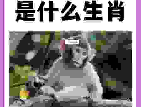 鸡口牛后打一个正确生肖?专业解析让你瞬间明白答案!