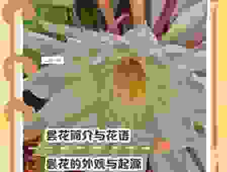 昙花一现打一正确生肖是什么？快来看看答案和你猜的一样吗？