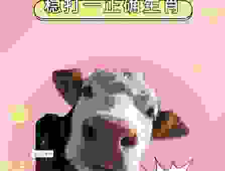 藏头露尾打一动物是什么生肖？看完这个解释就明白了！