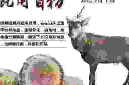 藏头露尾打一动物是什么生肖？看完这个解释就明白了！