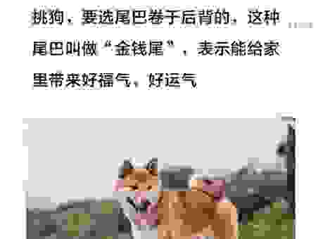 狗尾续貂是什么生肖？看完这个解释你就明白了！