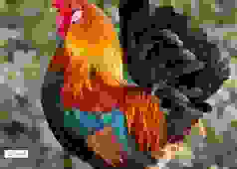 富丽堂皇打一动物是什么生肖？老辈人说是这个动物！