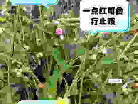 一丛火红是什么意思？带你深入了解它的含义与用法