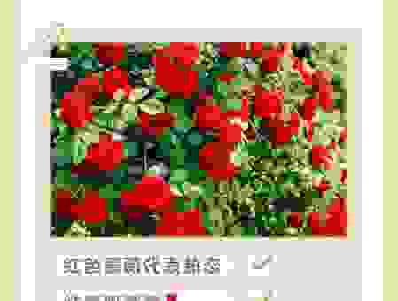 一丛火红是什么意思？带你深入了解它的含义与用法