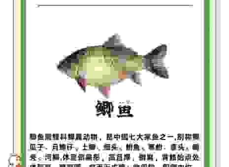 过江之鲫代表什么生肖？看懂这个典故你就明白了！