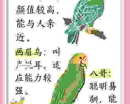 鸟语花香打一生肖是什么？资深玩家教你如何快速破解！