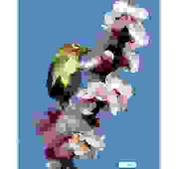 鸟语花香打一生肖是什么？资深玩家教你如何快速破解！