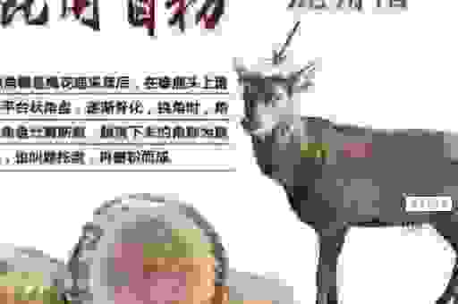 绿林好汉抓盗贼神嚎鬼哭惊天地是指什么生肖？深度分析这个生肖