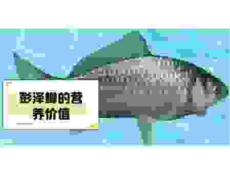 过江之鲫是什么生肖的代称？教你通过典故快速猜生肖！