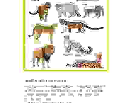 照猫画虎代表什么生肖？这篇文章带你了解背后生肖