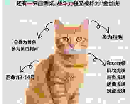 照猫画虎代表什么生肖？这篇文章带你了解背后生肖