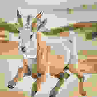 鹤发童颜打最准确一肖是什么？为你解析这个生肖的含义！