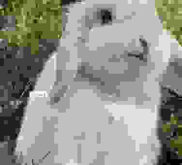 想要知道四季常青打一准确生肖？专家为你揭晓谜底