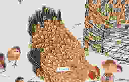 想要知道四季常青打一准确生肖？专家为你揭晓谜底