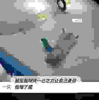 崭露头角指什么生肖？详解这个词背后的生肖含义！