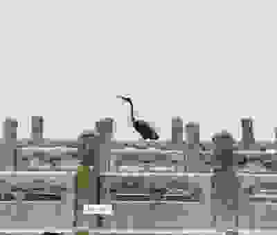 鹅毛大雪是什么生肖动物？为你解析背后隐藏的生肖