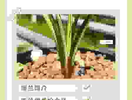 山谷深处兰花香打一准确生肖是什么？快来了解准确答案！