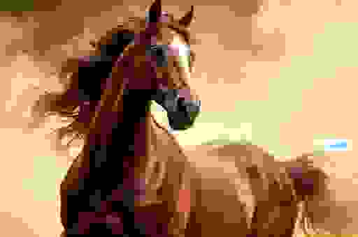 四暗狂奔草原上打一正确生肖？资深玩家为你揭晓准确答案！