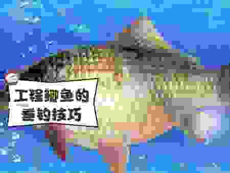 过江之鲫打一最佳动物是什么？这几个生肖最符合！