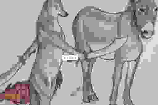 对牛弹琴打一准确动物怎么猜？这些民间说法非常准确！