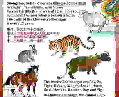 啧啧赞美是什么生肖？这个生肖的魅力让人惊叹！