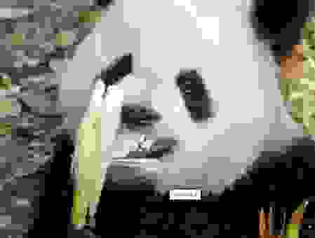 龇牙咧嘴打一生肖到底是谁？看完分析你就彻底明白了！