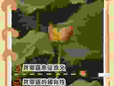 并蒂芙蓉代表什么生肖？看老辈人如何解释其中的关联！