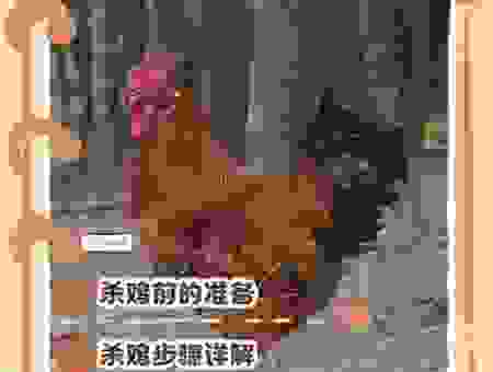 杀鸡取卵指的是哪个生肖？详解这个词背后的生肖含义