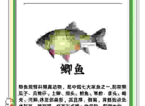 过江之鲫打一动物是什么生肖？老玩家教你快速找答案！