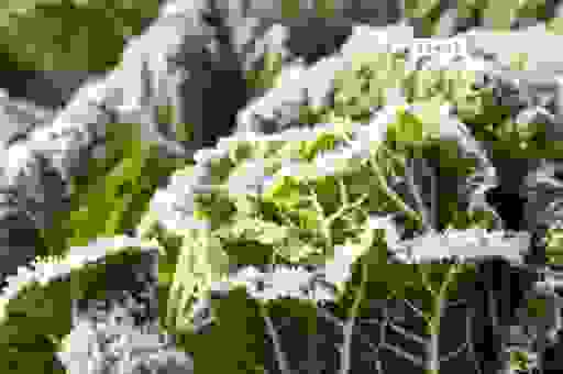 为什么秋霜一冻农作物就能丰收？背后的科学原理！