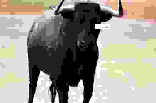 黑牛是我们日常生活中常见的动物吗？带你了解黑牛的秘密