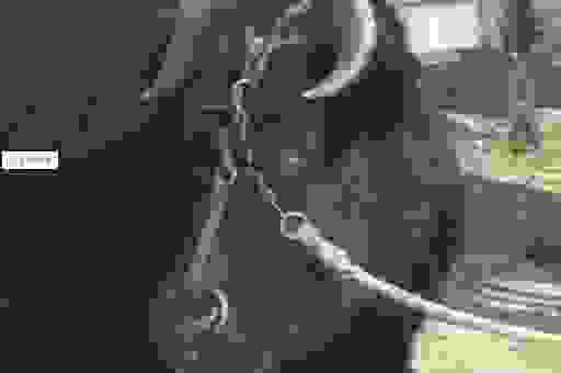 黑牛是我们日常生活中常见的动物吗？带你了解黑牛的秘密