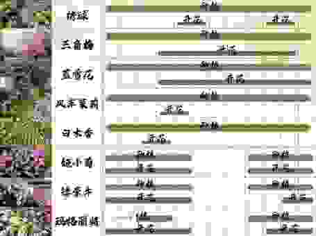 采花季节到了怎么选？不同品种的采花时间指南