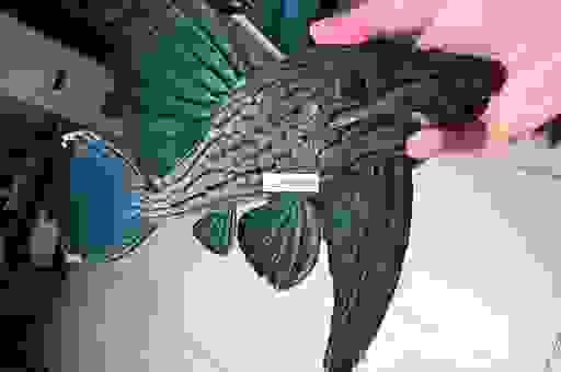 清道夫是什么意思？关于这个职业的几个常见误解