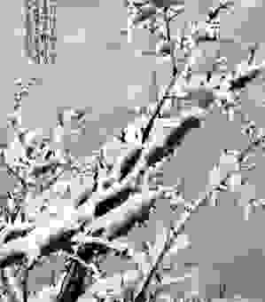 丹青妙手是什么意思？为什么说他是真正的艺术大师？