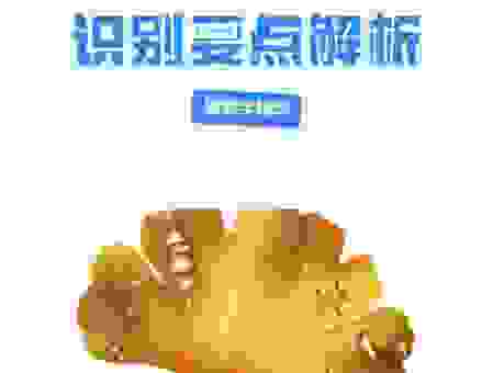 搜索缃叶是什么意思？资深网友为你深度解读！