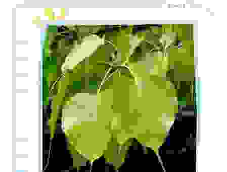 搜索缃叶是什么意思？资深网友为你深度解读！