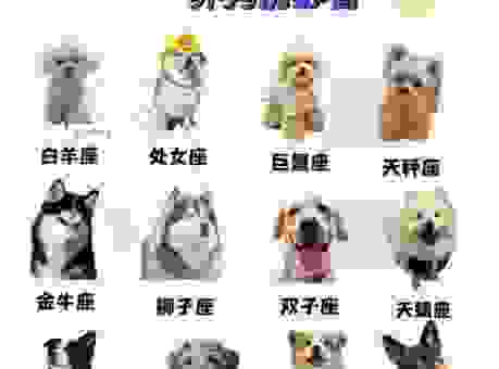 大黄狗配美女的生肖怎么看？这份指南帮你懂
