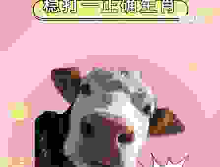 三言两语打一生肖，测测你是不是生肖达人！