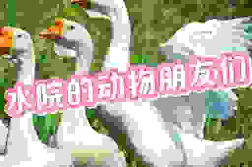 寸草春辉打一动物