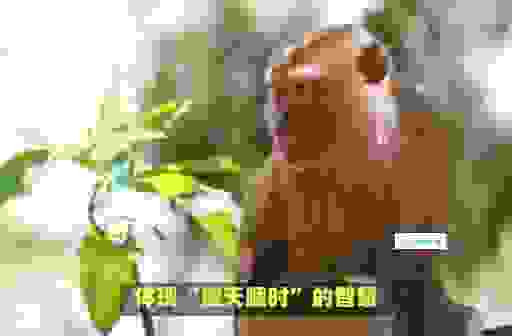 应天顺时是指什么生肖？这几个生肖最符合！