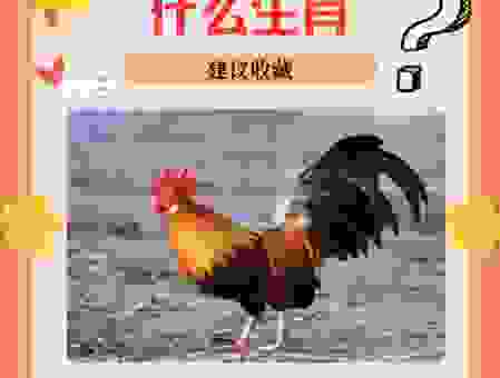 问问大家桑榆暮景是什么生肖？答案在这里！