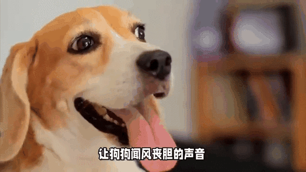 狗吠之惊猜一生肖，这个动物听到声音会怎样？