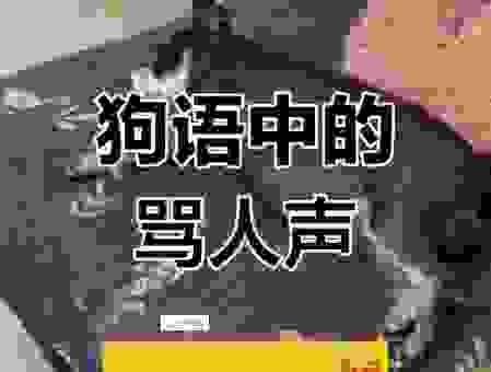 狗吠之惊猜一生肖，这个动物听到声音会怎样？