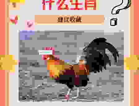 想知道恣行无忌是什么生肖吗?这里有答案!