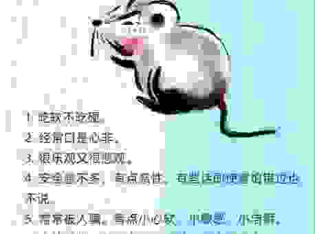 装死买活的意思是哪个生肖？看完你就明白了！