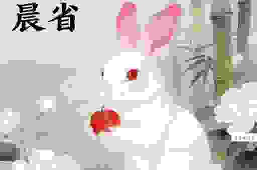 昏定晨省打一肖猜生肖，这些生肖概率高