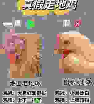 认鸡作凤到底代表哪个生肖？这解释太到位了！