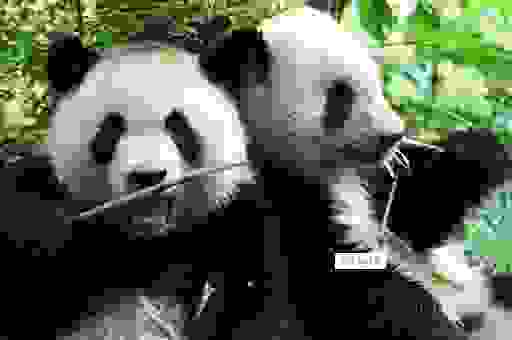 雁过拔毛打一最佳生肖的秘密,这个动物最符合!