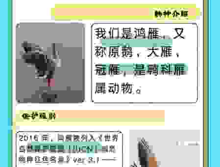 雁过拔毛打一动物是什么？答案就在这里面！